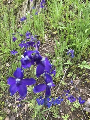 Delphinium bicolor