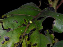 Alpaida variabilis