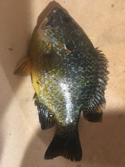 Lepomis gibbosus × cyanellus