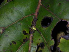 Alpaida variabilis