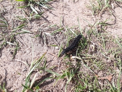 Aglais io