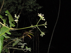 Condaminea corymbosa