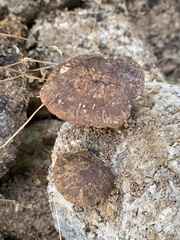 Lentinula edodes