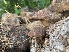 Lentinula edodes