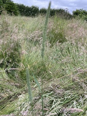 Phleum pratense