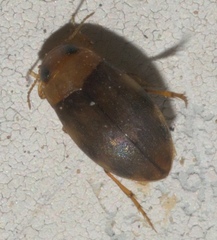 Bidessonotus
