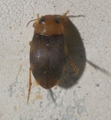 Bidessonotus