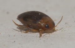 Bidessonotus
