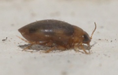 Bidessonotus
