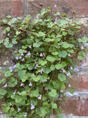 Cymbalaria muralis