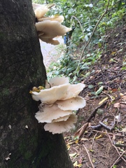 Pleurotus