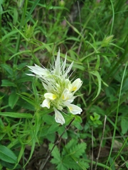 Melampyrum argyrocomum