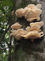 Pleurotus
