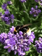 Bombus vestalis