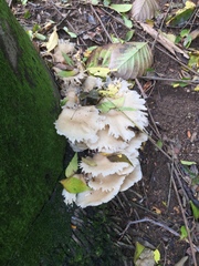 Pleurotus