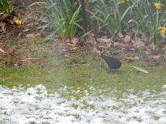 Turdus merula