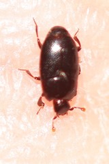 Dendrophilinae