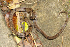 Chinese Kukri Snake photo 3