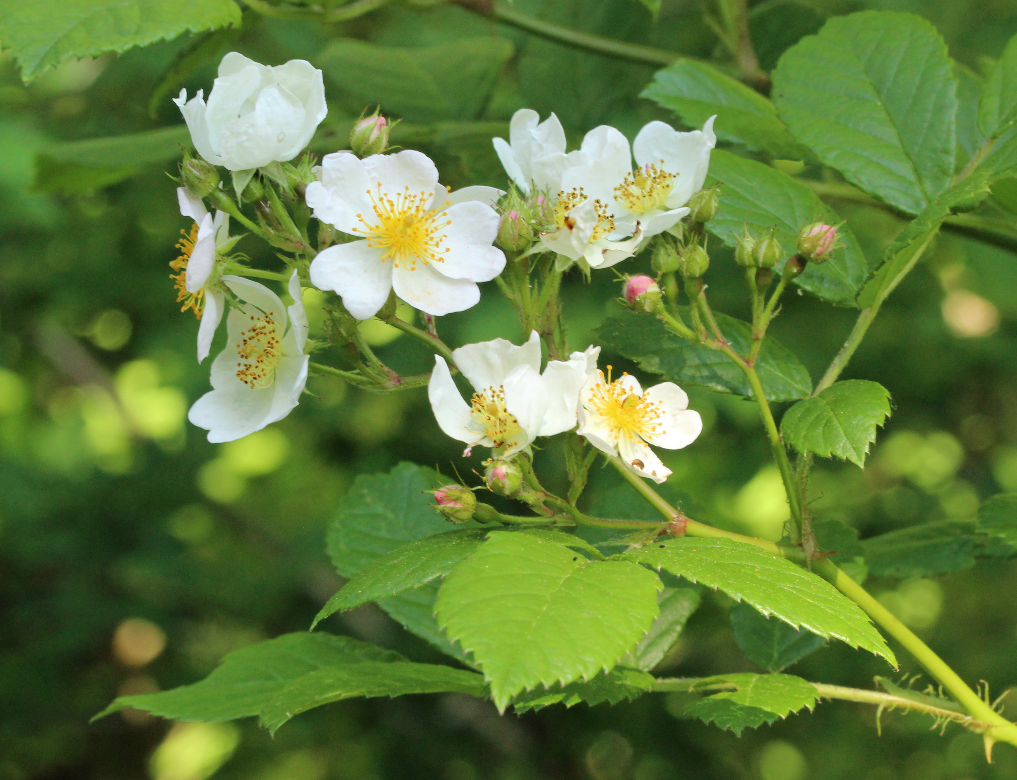 Multiflora Rose (Rosa multiflora) · iNaturalist