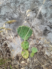 Opuntia cespitosa