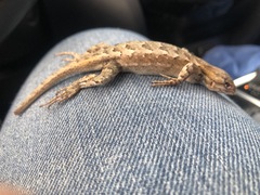 Sceloporus edbelli