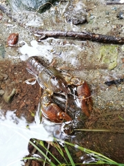 Austropotamobius pallipes