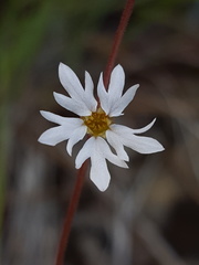 Lithophragma parviflorum parviflorum