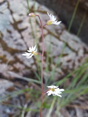 Lithophragma parviflorum parviflorum