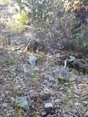 Lithophragma parviflorum parviflorum