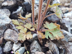 Lithophragma parviflorum parviflorum