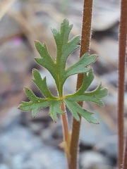 Lithophragma parviflorum parviflorum