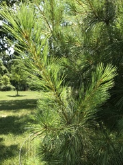 Pinus strobus
