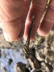 Phanogomphus borealis