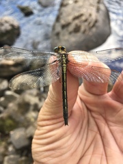 Phanogomphus borealis