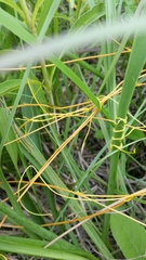 Cuscuta pentagona pentagona