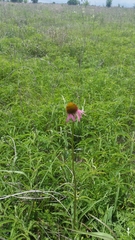Echinacea atrorubens