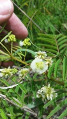 Acaciella angustissima texensis