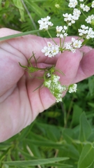 Bifora americana