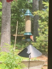 Haemorhous purpureus