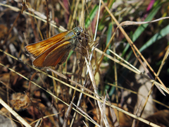 Thymelicus sylvestris