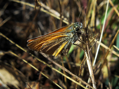 Thymelicus sylvestris