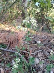 Dorycnium