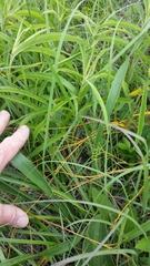 Cuscuta pentagona pentagona