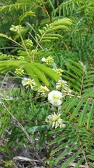Acaciella angustissima texensis