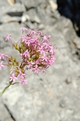 Centranthus lecoqii