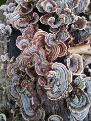 Agaricomycetes