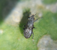 Stictomyia longicornis