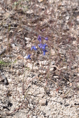 Delphinium patens