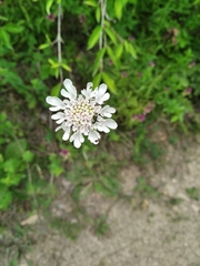 Scabiosa praemontana