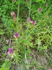 Scabiosa praemontana